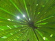 Fan Palm Leave, Daintree NP